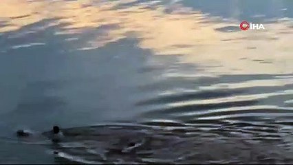 Rusya'da gölde boğulmak üzere olan iki kişi, insan zinciriyle kurtarıldı