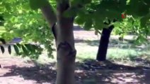 Ceviz ağacındaki 'baykuş' figürü görenleri şaşırttı