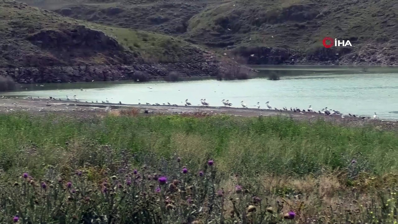 Pelikanlar Kars’ı sevdi