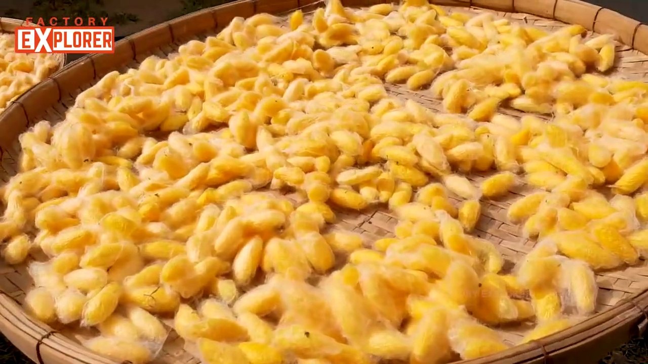 Silk Extraction from Boiling SILKWORM Cocoons | Thailand Traditional | Factory Explorer