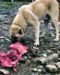 ANADOLU COBAN KOPEGiNE OGLE YEMEGiNDE ET - ANATOLiAN SHEPHERD DOG MEAT at LUNCH