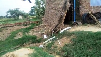 भरथना: पुलिस ने जबरन गिराया पीड़ित का छप्पर