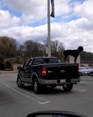 Dog Stands Straight in Guarding Mode on Back of Parked Truck