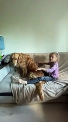 Dog Performs Trust Fall