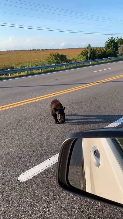 Baby Bear Comes Over to Say Hello