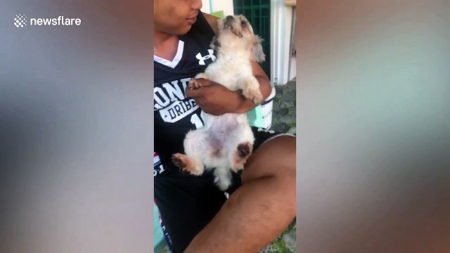 Shih Tzu throws a tantrum when it's time to have nails clipped