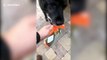 Elderly rescue dog helps owner with groceries for the final time