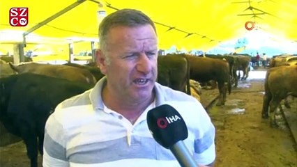 Kurbanlıkların fiyatları düştü ama alıcı yok
