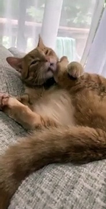 Un chat se frappe la tête