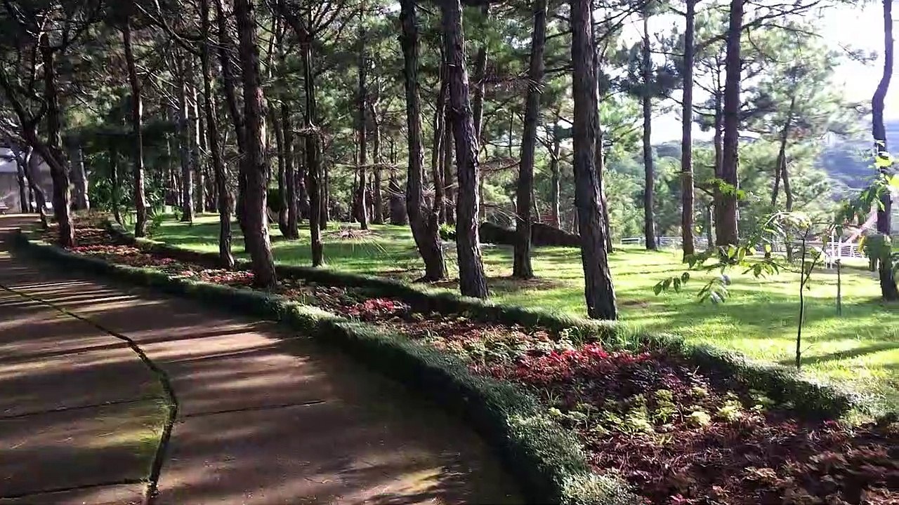 Cánh rừng thơ mộng