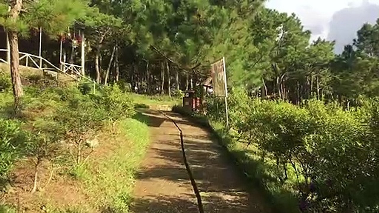 Con đường trong khu rừng tuyệt đẹp