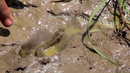 Скачать видео: Experiment:  How To Catch Snake in Hole Using Coca Cola Vs Mentos , Fanta Vs Sprite that Work 100% | Animal Trap