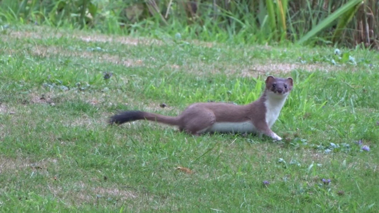 Stoat spotted in Rudgwick garden