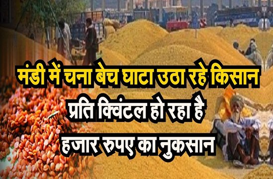मंडी में चना बेच घाटा उठा रहे किसान, प्रति क्विंटल हो रहा है हजार रुपए का नुकसान