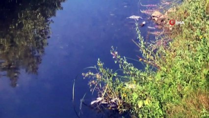 Çan’daki balık ölümleri araştırılıyor