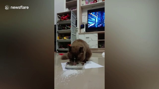 Kitten makes a mess while drinking bowl of milk