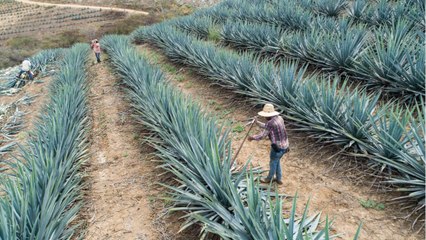 Surprising Facts You May Not Know About Tequila