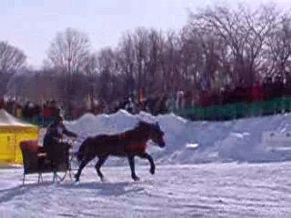 Course d'attelage Québec