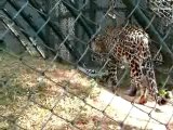 Leopard, Leopard, Sniffing a Tree
