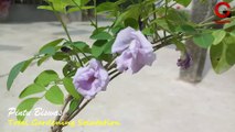 How to Report  Aparajita Flower plant & Care Tips