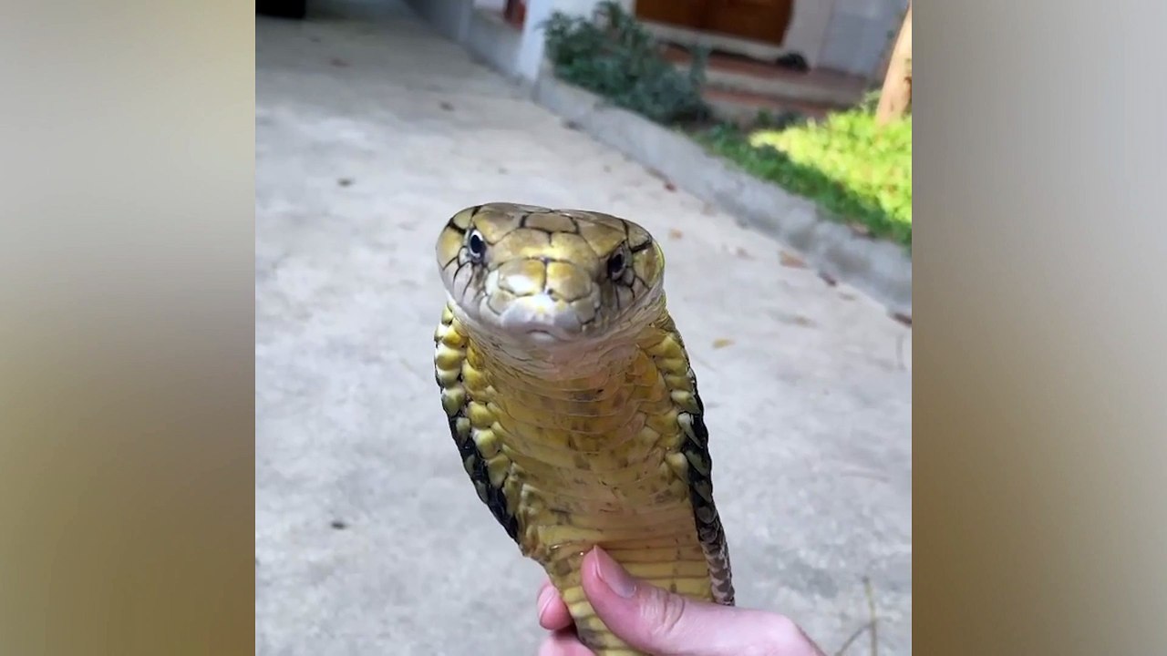 Man strokes his pet king cobra