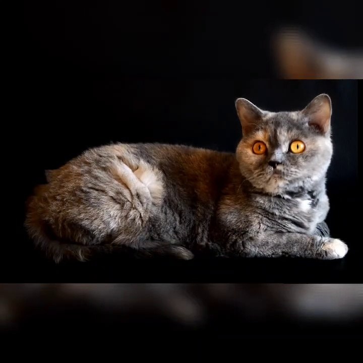 Cute Cats Video
