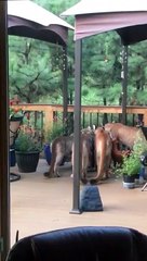 Il découvre 4 lions de montagne venus se désaltérer sur sa terrasse