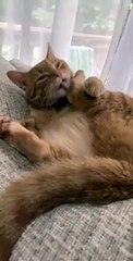 Ce chat a une patte incontrôlable