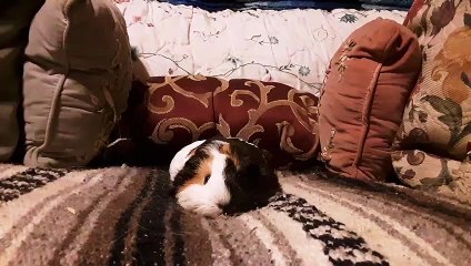 CAVIA PORCELLUS TURMERIC 20190822_061520