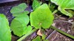 Absolute proof of a method of preventing slug infestation in my squash plants.  Result of experiment.  My DIY (Do It Yourself) slug repellent plant collars were not attacked by slugs, the ctrl was eaten.