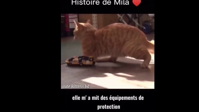 Cat Rescues An Abandoned Homeless Kittens help cat