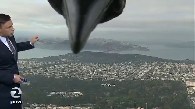 Funny Bird photobombs weather report!
