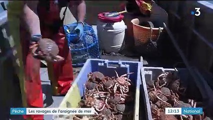 Pêche : l'araignée de mer fait des ravages