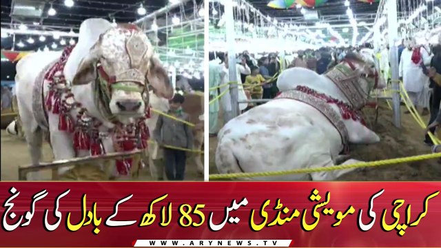 Most expensive bull in Asia's largest cattle market worth 85 Lac