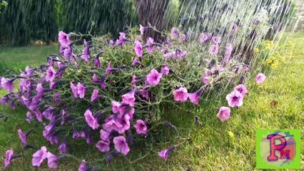 Most pleasant Raining visuals with stress healing