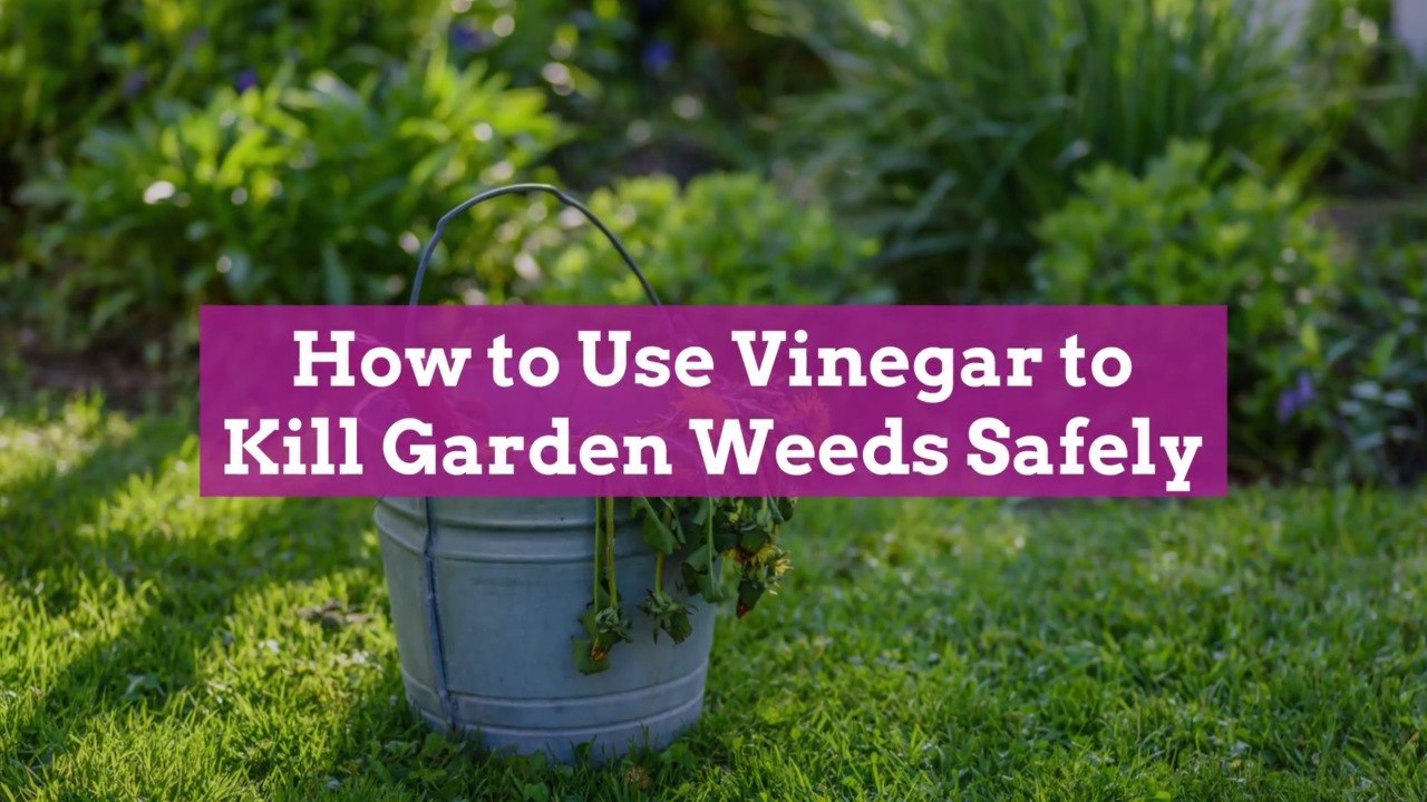 How to Use Vinegar to Kill Garden Weeds Safely video Dailymotion