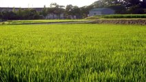 Day & Night in a Japanese Rice Field