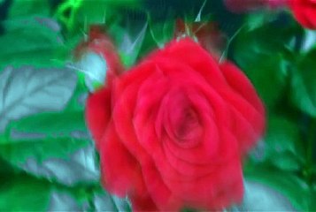 MVGEN: SAINt JHN : Roses Remix (feat. Future)