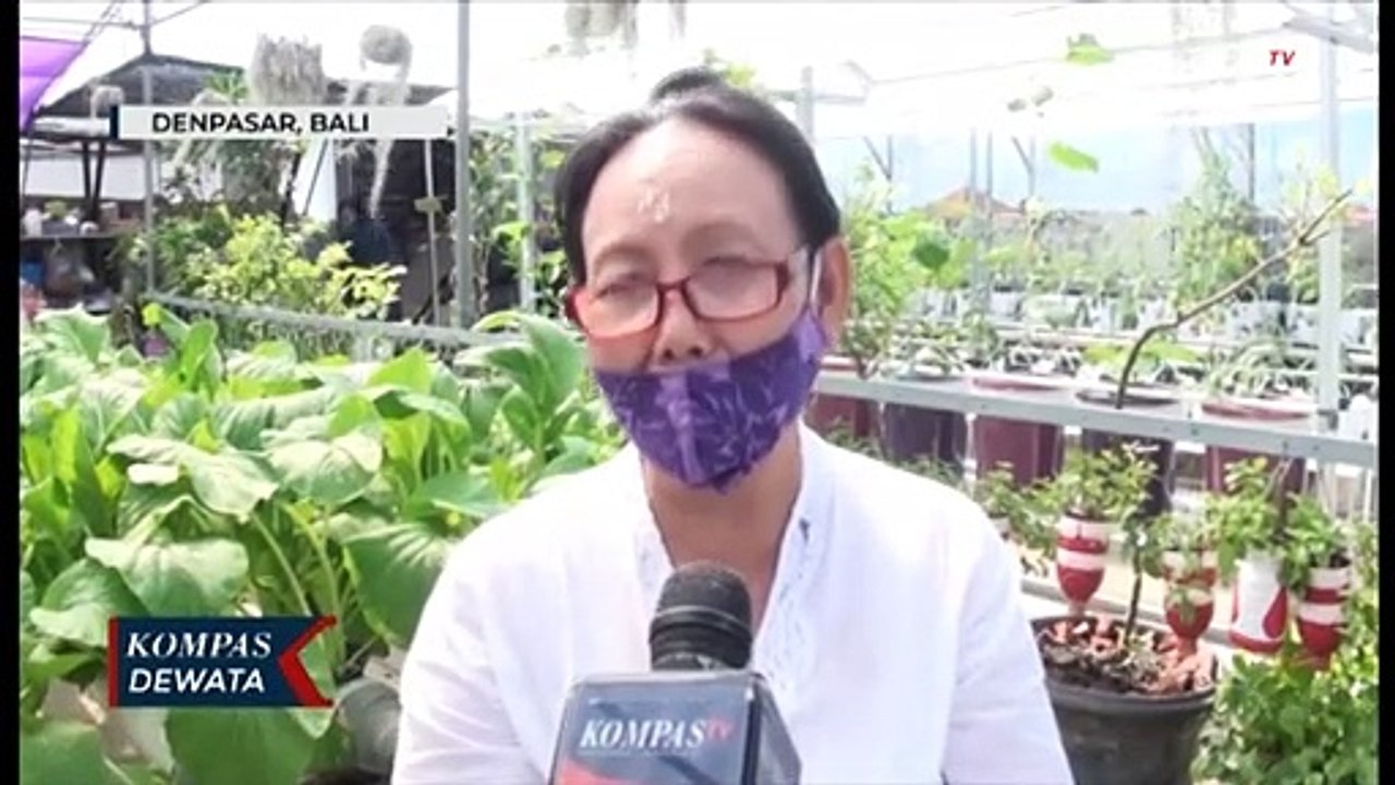 Budidaya Tanaman Hidroponik Di Tengah Kota