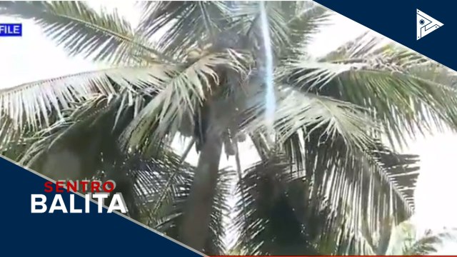 DA, makikipag-ugnayan sa Kongreso ukol sa panukalang Coconut Farmers' Trust Fund