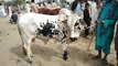 Halani Cattle Market 2020 - Bakra Eid 2020