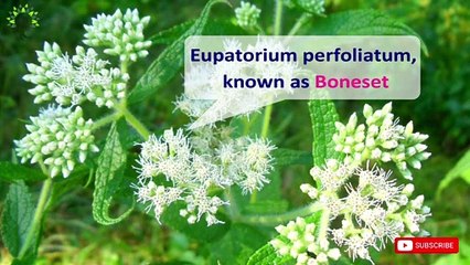 Medicinal Benefits of Boneset | Herbal Remedies
