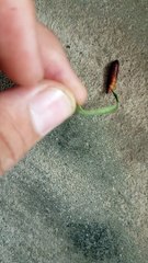 The dance of shaking the butt of the pupa