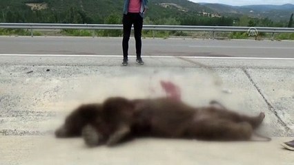 Kara yolunda telef olmuş halde ayı bulundu - TOKAT
