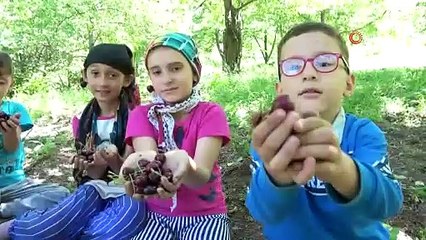 Bin 300 rakımda kiraz hasadı