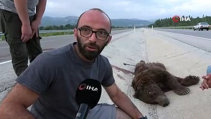 TOKAT'TA ARACIN ÇARPTIĞI AYI TELEF OLDU