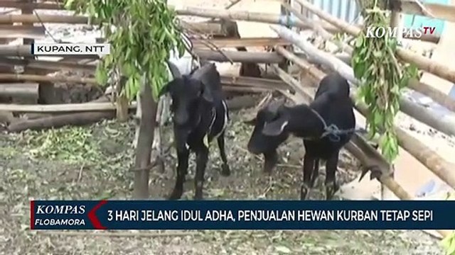 3 Hari Jelang Idul Adha, Penjualan Hewan Kurban Tetap Sepi Pembeli