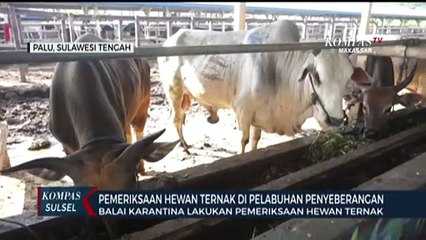 Pemeriksaan Hewan Ternak Di Pelabuhan Penyeberangan