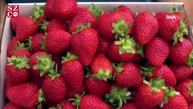 Türkiye'de bir ilk, bu çilekler asansör sistemle üretiliyor