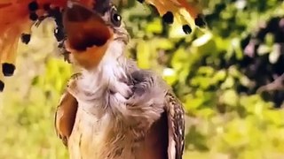 Sri Amma Bhagavan Sharanam  - Bird song